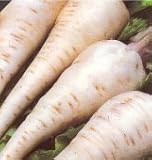Parsnip Harris Model Great Heirloom Vegetable Seeds