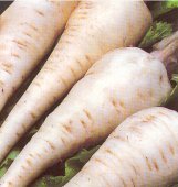 Parsnip Harris Model Great Heirloom Vegetable Seeds