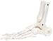3B Scientific A31/1L Human Left Loose Foot and Ankle Skeleton
