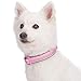 Blueberry Pet Dog Collar for Medium & Small Dogs, Pink Reflective Girl Dog Collar, Padded Neoprene Comfort, Adjustable 14.5