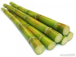 Fresh Sugar Cane Stalks (3 Stalks 42"-48")