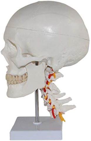YXS Scientific Human Skull Anatomy Model,with anatomical details ideal for Medical Students, Life Size adult simulated skul.