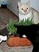 Renee's Garden Seeds Cat Treats, Gourmet, Mixed Greens
