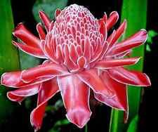 15 Frais Torch Red Rose De Porcelaine Graines De Plantes