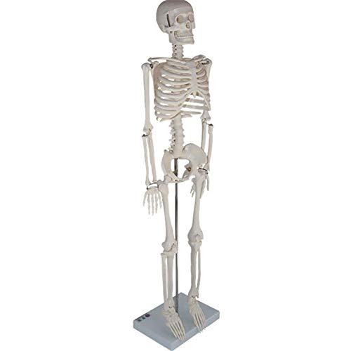 ZQDL 85CM Human Skeleton Model with Spine Nerve Medical Teaching Equipment PVC Environmental Protection Material