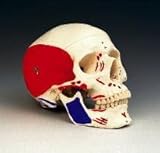 Human Skull with Painted Musculature Model