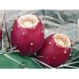 Prickly Pear Cactus Fruit (Set of 6)