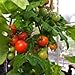 Soft Pot (10 Gallon) (5 Pack) Best Fabric Aeration Garden Pots and Grow Bags from Maui Mike's. Sewn Handles for Easy Moving. Eco Item.