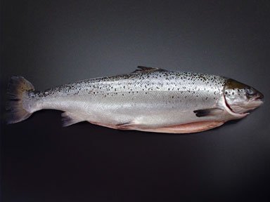 25 X 6 Oz. (9.38 Lb.) Premium Fresh Atlantic Salmon Fillets, Individually Vacuum Packed, Ready to Cook.