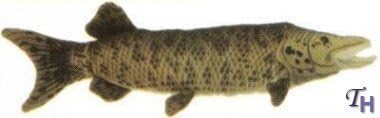 Muskellunge 17 Stuffed Plush Animal - Cabin Critters Freshwater Fish Collection by Cabin Critters