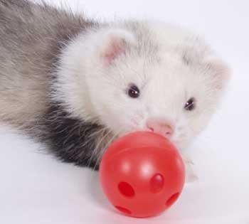 Marshall Pet Products Plastic Bell Toys