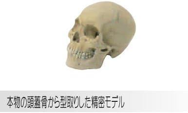 Amazon ホルベイン 頭骨モデル Sr 1 頭蓋骨 男 モデル人形 手 通販