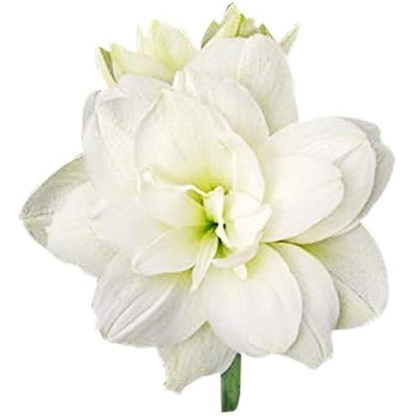 Amazon Com Marquise Double White Amaryllis 28 30 Cm Bare Root Bulb Patio Lawn Garden