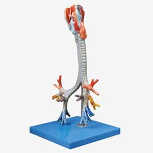 XIEJI La Garganta Tráquea Bronquial Modelo Anatomia Humana ...