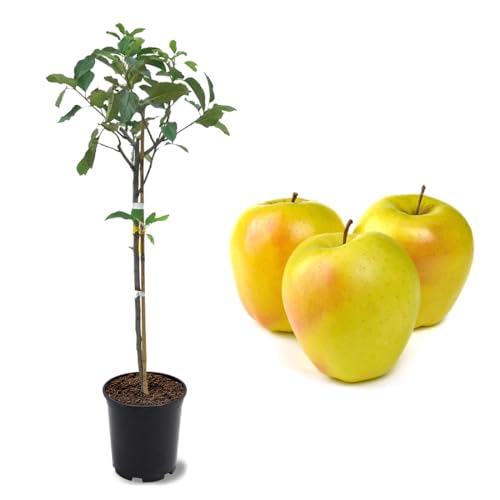 American Plant Exchange Dorsett Apple Tree, 1 Gallon Pot, 2-3 ft Tall, Live Out…