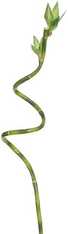 27" Curly Lucky Bamboo Spray Green (Pack of 12)