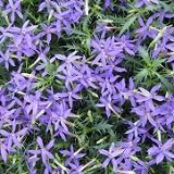 Amazon 多年草 イソトマ 清華 2株セット 寄せ植え 花壇 みんなの花屋さん ほのか ホーム キッチン