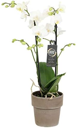 Choice of Green - 1 White Orchid Grandi - Butterfly Orchid - Live Indoor Plant in Growerspot Diameter 12 cm - Height 60 cm - Quality from Holland - Fresh from The Grower