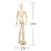 AblueA Manikin Toy Wooden Mannequin Male/Female Torso Model for Beginner Artist Figure Drawing (12in)