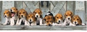 Beagles 1000 Piece Panorama Jigsaw Puzzle