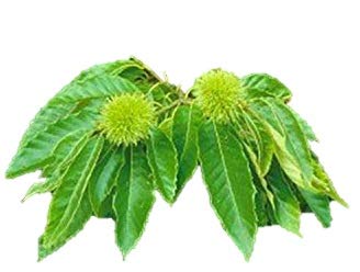 American Chestnut Tree - Hybrid - Castanea dentata X mollissima - Heavy Established - 2 Gallon Potted -1 Plant by Growers Solution - Thumbnail 5