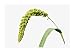 David's Garden Seeds Flower Ornamental Grasses Lime Light Spray Millet S1715NT (Green) 500 Open Pollinated Seeds