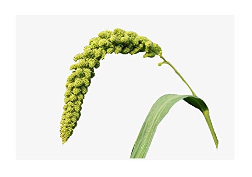 David's Garden Seeds Grass Ornamental Lime Light Spray Millet SV1715 (Green) 200 Open Pollinated Seeds David's Garden Seeds Grass Ornamental Lime Light Spray Millet SV1715 (Green) 200 Open Pollinated Seeds