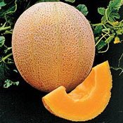 Sierra Gold Cantaloupe Seeds (Organic-NonGmo) 150 Seeds Upc 647923989496