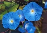Morning Glory, Heavenly Blue Seeds