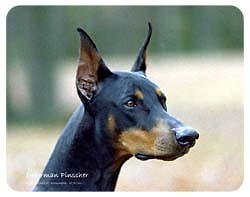 Doberman Pinscher Coasters