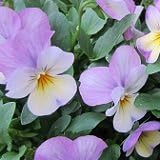 Amazon 耐寒性 ビオラ フローラルパワー ピンクレモンリップ 2株セット コンテナガーデン 花壇 みんなの花屋さん ほのか ホーム キッチン