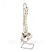 3B Scientific A58/4 Classic Flexible Spine w/ Female Pelvis - 3B Smart Anatomy