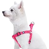 Blueberry Pet Essentials Classic Durable Solid