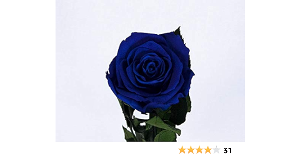 Floréate Rosa eterna preservada Azul Royal de 25 cm : Amazon ...