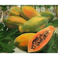 SeedsDirect's Red Lady Papaya Seeds - 12 Pack - Certified Organic Non - GMO