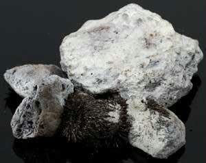 1 Lb Lodestones White
