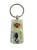 Real Spiny Spider & Black Scorpion Glow In The Dark Lucite Keychain