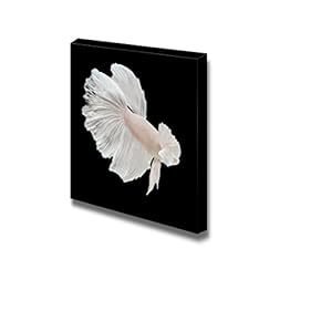 Canvas Prints Wall Art - Betta Big Ear Fish on Black Background | Modern Wall Decor/Home Decoration Stretched Gallery Canvas Wrap Giclee Print & Ready to Hang - 12" x 12"