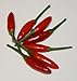 SeedsDirect's Peri-Peri or Pili Pili Hot Pepper Hot Pepper Seeds - 20 Pack - Certified Organic Non - GMO