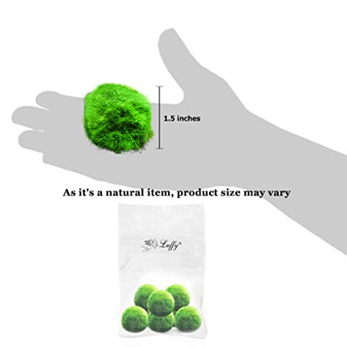 Pet Supplies Aquarium Décor Create Healthy Environment for Aquatic Pets Shrimps & Snails Love