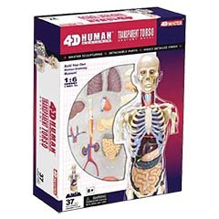 4D Master Transparent Human Anatomy Torso Model Kit, One Color