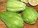 Fresh Chayote (Sechium edule) Mirliton Choko Tropical Importers (3 Lb)