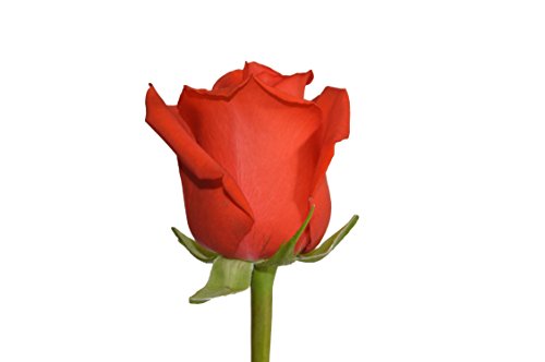 Farm2Door Wholesale Roses: 50 Fresh Orange Roses (Long Stemmed - 50cm) from Colombia - Farm Direct Wholesale Fresh Flowers