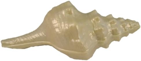 Large White Chocolate Conch Shell - Cake Topper - Shimmered