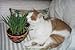 Renee's Garden Seeds Cat Treats, Gourmet, Mixed Greens