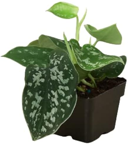 Live Pearls And Jade Pothos, Pearls 'n Jade, Variegated Vine Plant, Easy To Grow Houseplant, Birthday Gift For Her, Christmas Gift, Housewarming Gift, Office Plant In 4" Pot