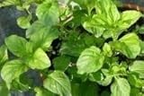 Lime Mint Live Plant