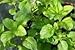 Lavender Mint Live Plant