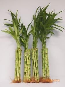 Lucky Bamboo 40 Stalks of 12" Straight Wholesale Price and Payless Get More Gift