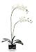 Flower Glass Vase Decorative Centerpiece for Home or Wedding by Royal Imports - Clear Glass, Cube Shape, 6